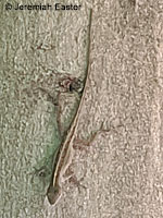 Colorado Desert Fringe-toed Lizard