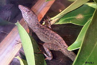 Colorado Desert Fringe-toed Lizard