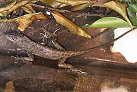 Colorado Desert Fringe-toed Lizard