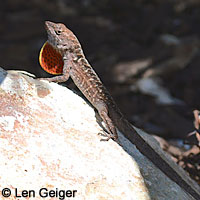 Colorado Desert Fringe-toed Lizard