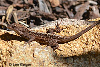 Colorado Desert Fringe-toed Lizard