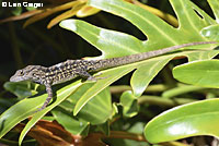 Colorado Desert Fringe-toed Lizard