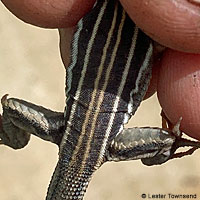 Belding's Orange-throated Whiptail