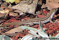 Belding's Orange-throated Whiptail