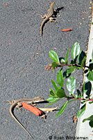 Belding's Orange-throated Whiptail