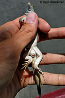 Belding's Orange-throated Whiptail