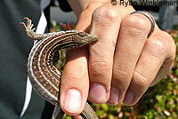 Belding's Orange-throated Whiptail