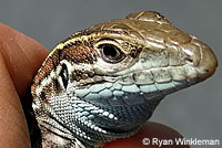 Belding's Orange-throated Whiptail