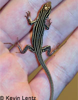 Belding's Orange-throated Whiptail