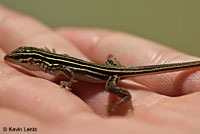 Belding's Orange-throated Whiptail