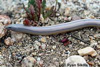 California Legless Lizard