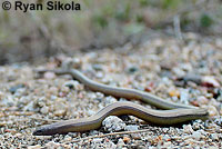 California Legless Lizard