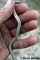 California Legless Lizard