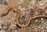 California Legless Lizard