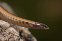 California Legless Lizard