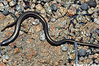 California Legless Lizard