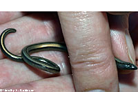 California Legless Lizard