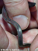 California Legless Lizard