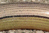 California Legless Lizard