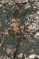 California Whiptail