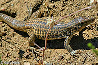 California Whiptail