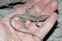 California Whiptail