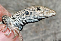 California Whiptail