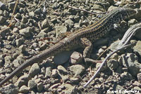 California Whiptail