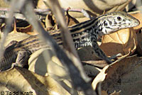 California Whiptail