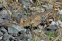 California Whiptail