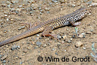 California Whiptail