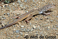 California Whiptail