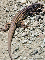 California Whiptail