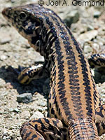 California Whiptail