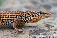 California Whiptail