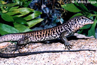 California Whiptail