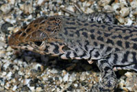 Coastal Whiptail