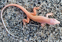 Coastal Whiptail