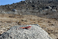 Coastal Whiptail