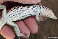 Coastal Whiptail