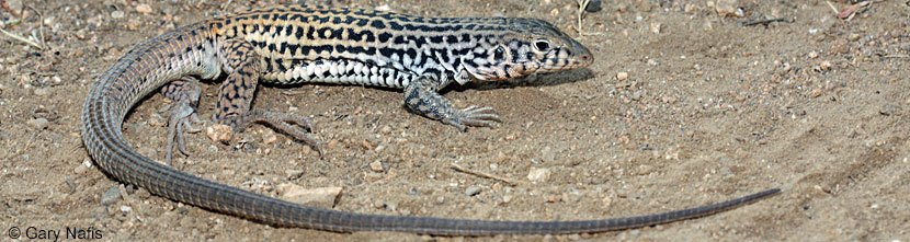 Coastal Whiptail