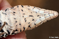 Coastal Whiptail