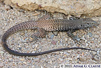 Great Basin Whiptail