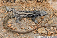 Great Basin Whiptail