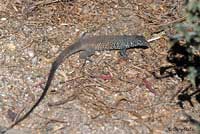 Great Basin Whiptail