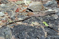 Great Basin Whiptail