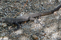 Great Basin Whiptail