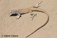 Great Basin Whiptail