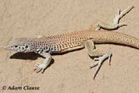 Great Basin Whiptail