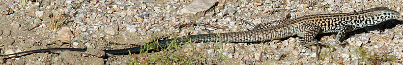 Great Basin Whiptail